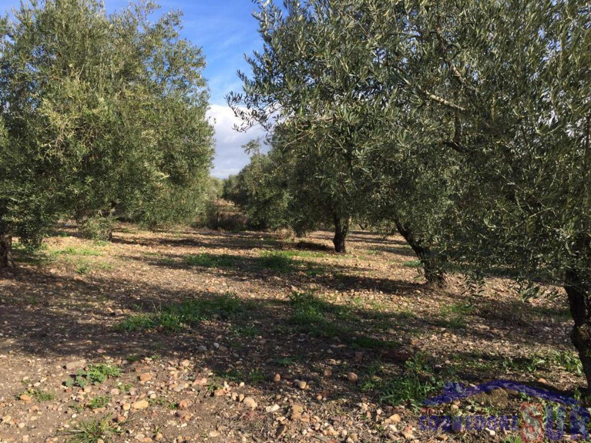 Venta de finca rústica en Córdoba