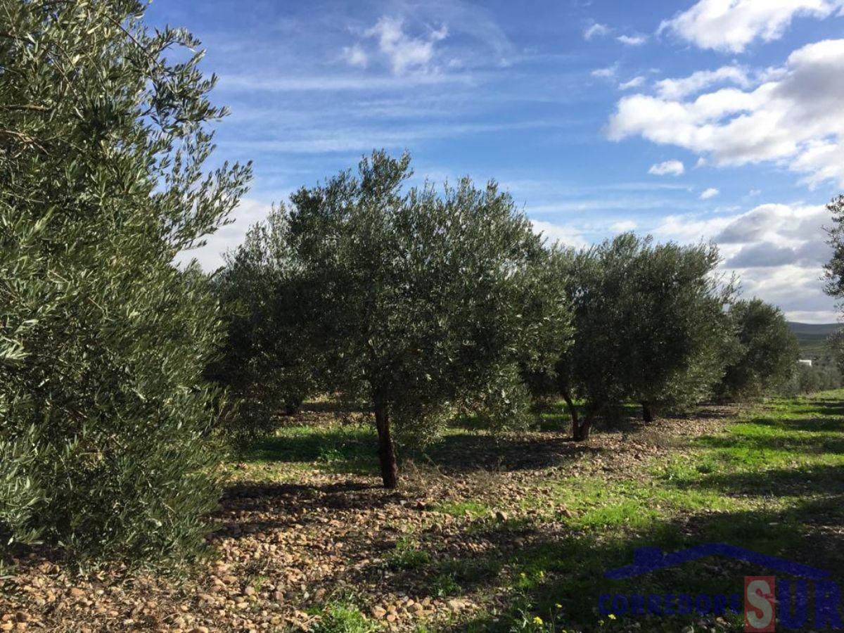 Venta de finca rústica en Córdoba