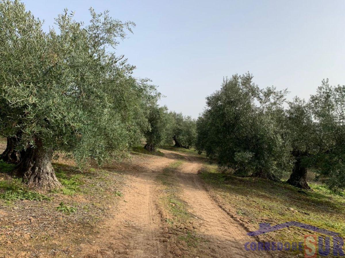 Venta de finca rústica en Córdoba