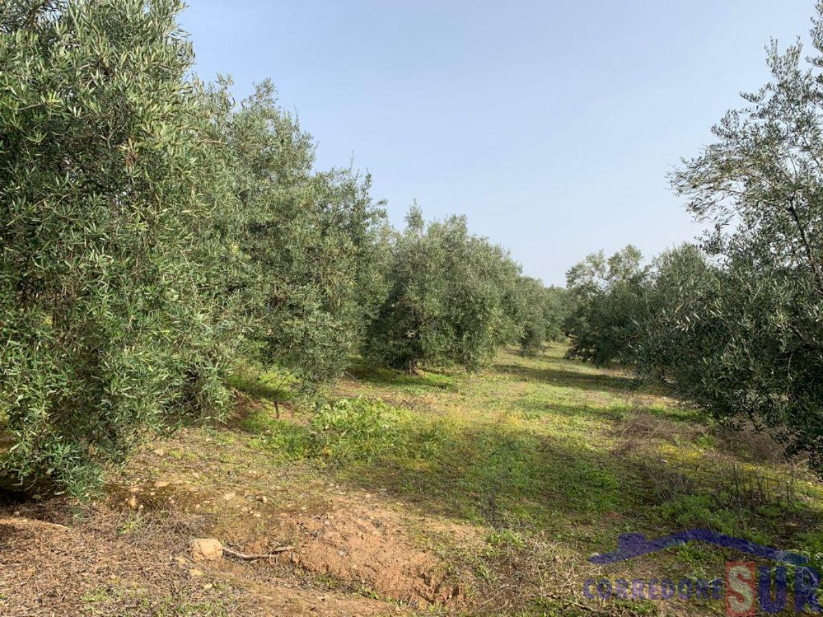 Venta de finca rústica en Córdoba