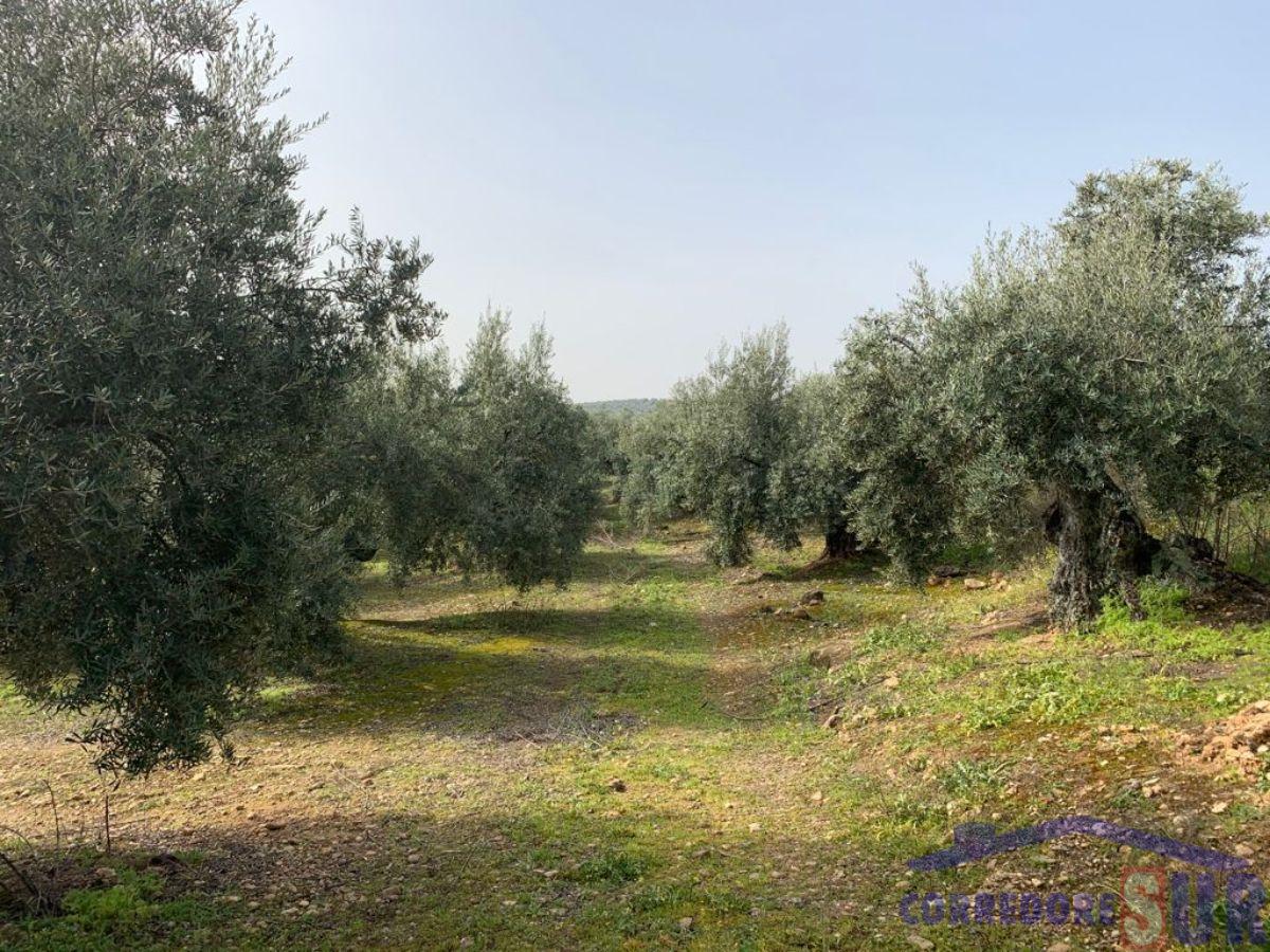 Venta de finca rústica en Córdoba