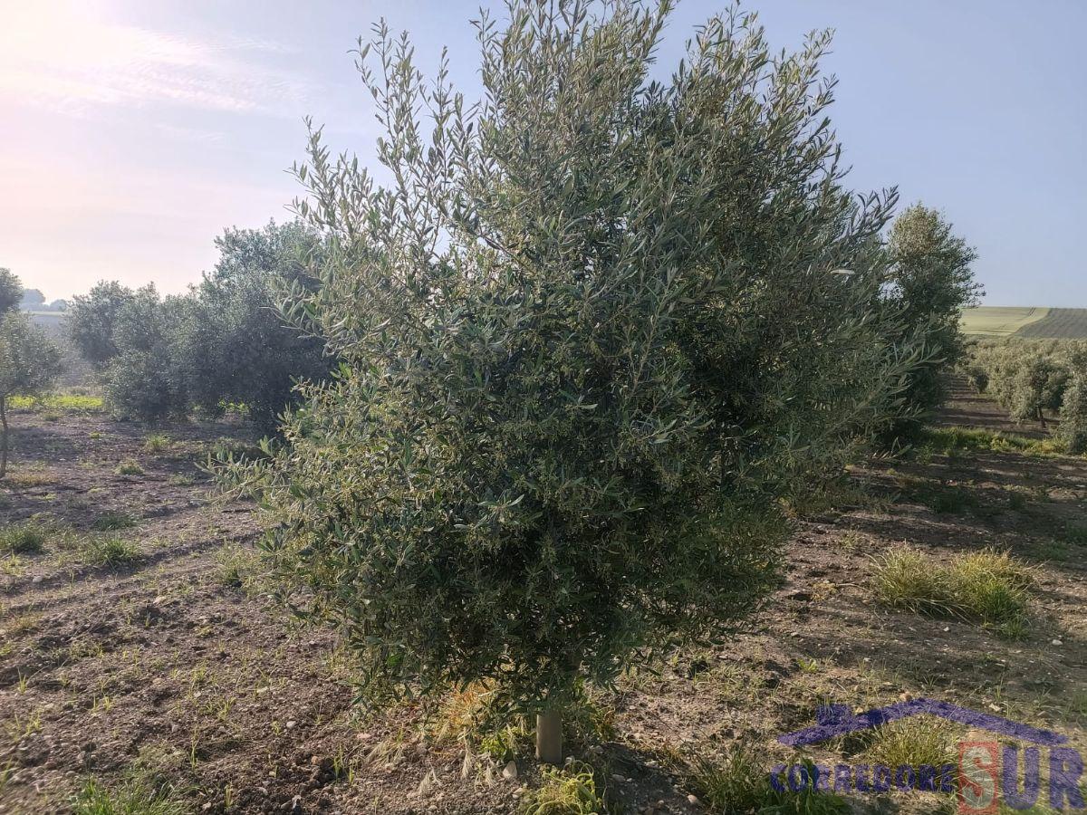 Venta de finca rústica en Córdoba