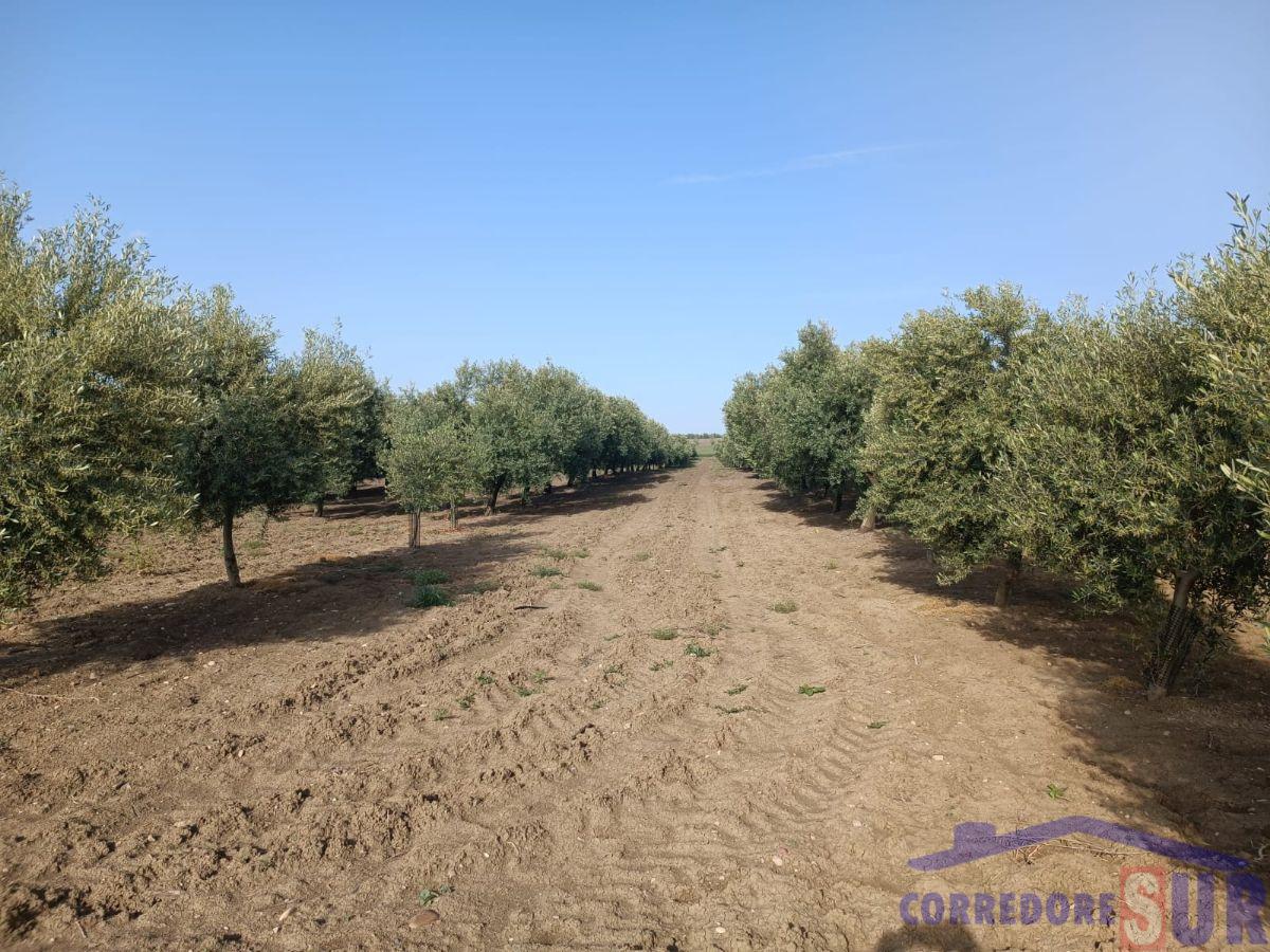 Venta de finca rústica en Córdoba