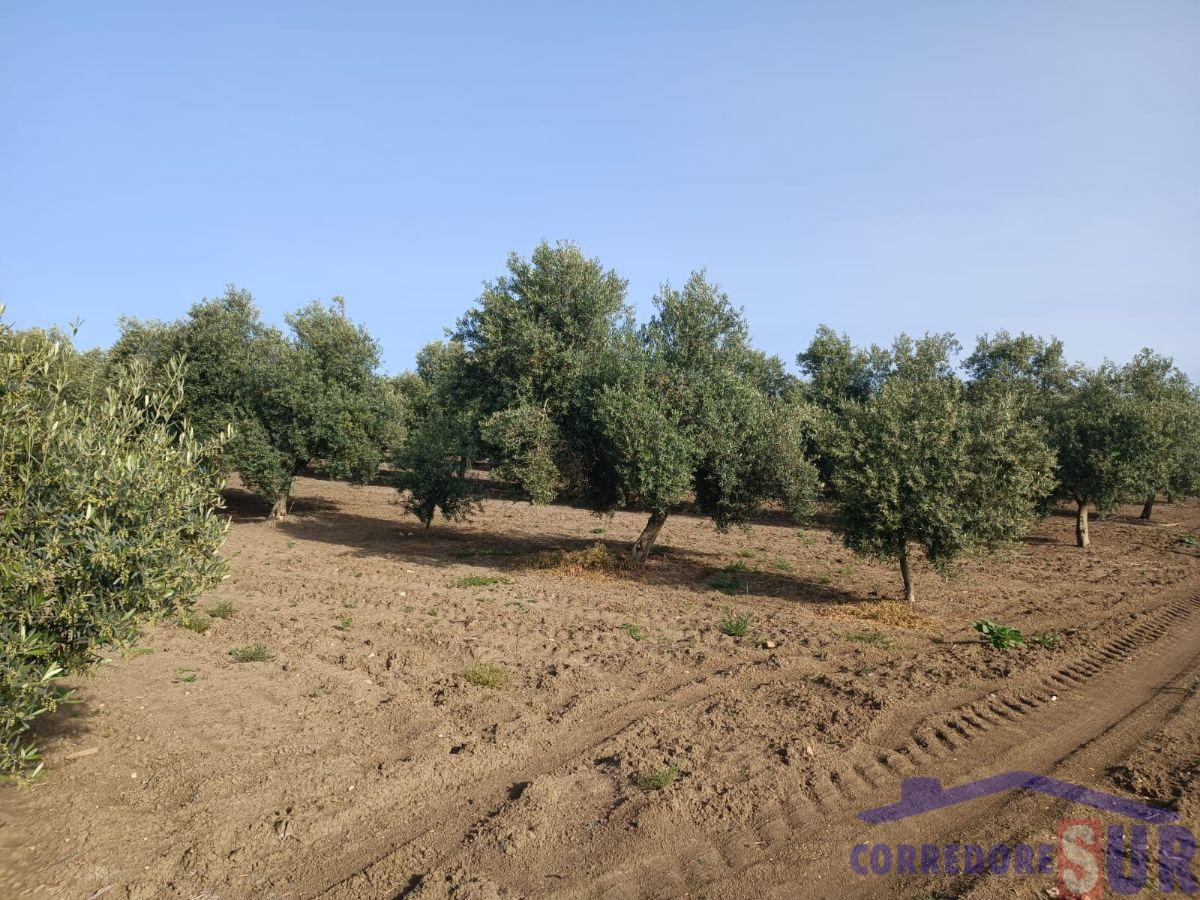 Venta de finca rústica en Córdoba