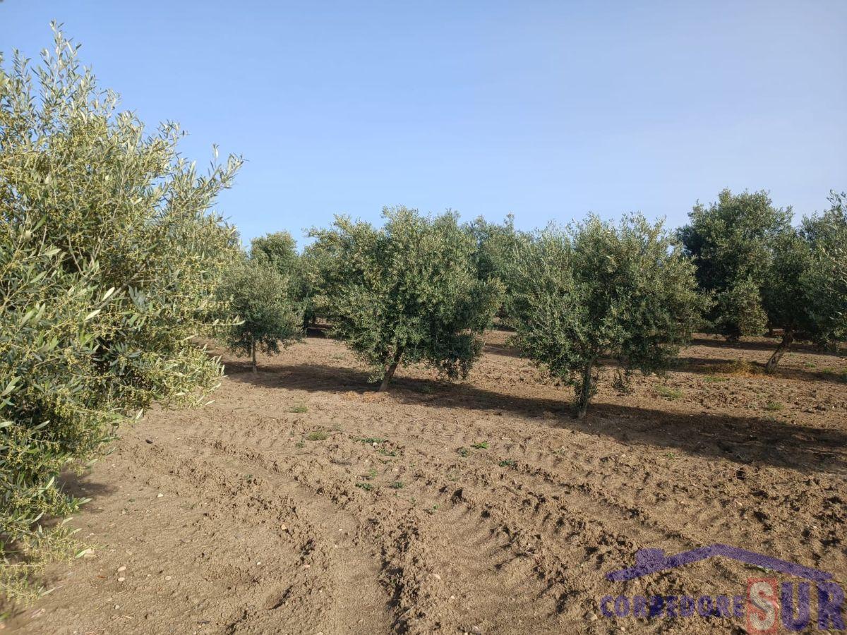 Venta de finca rústica en Córdoba