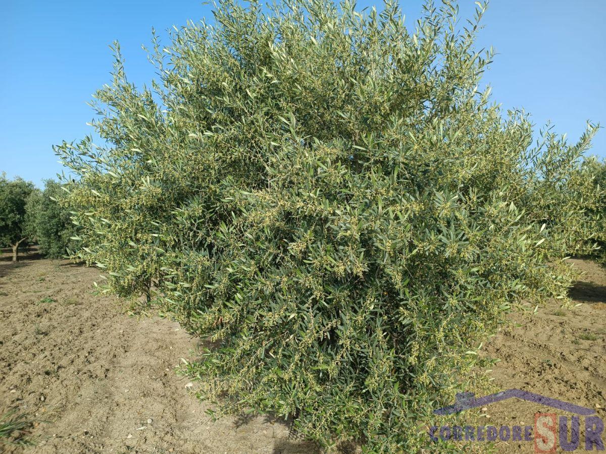 For sale of rural property in Córdoba
