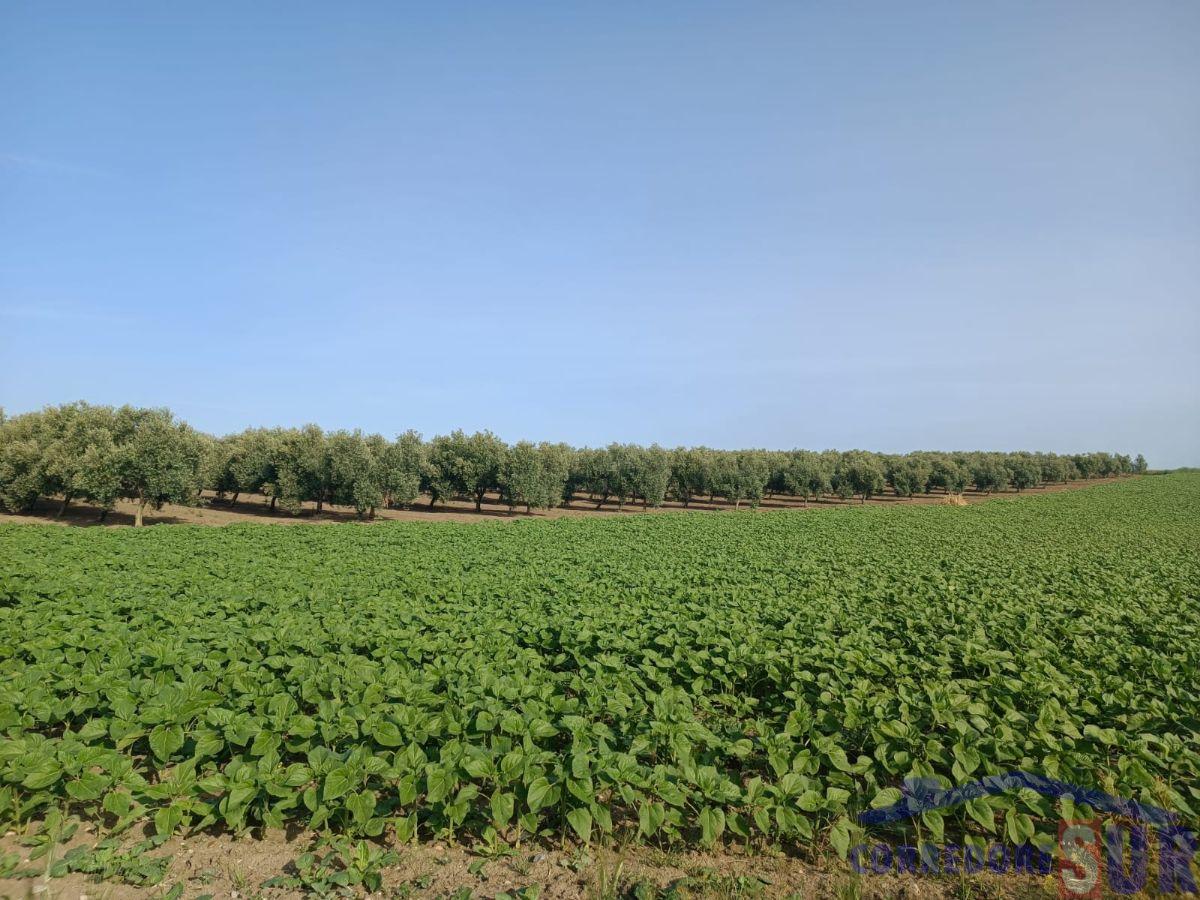 Venta de finca rústica en Córdoba