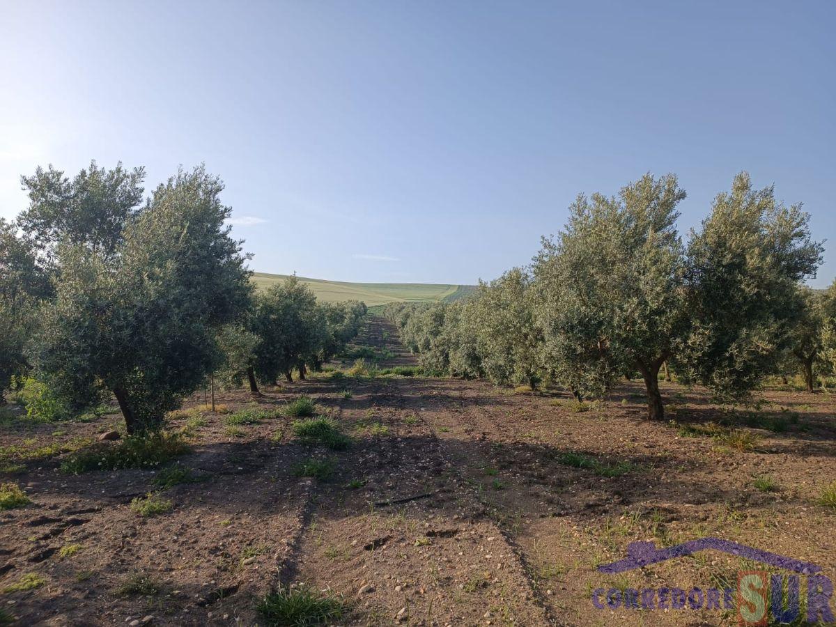 Venta de finca rústica en Córdoba