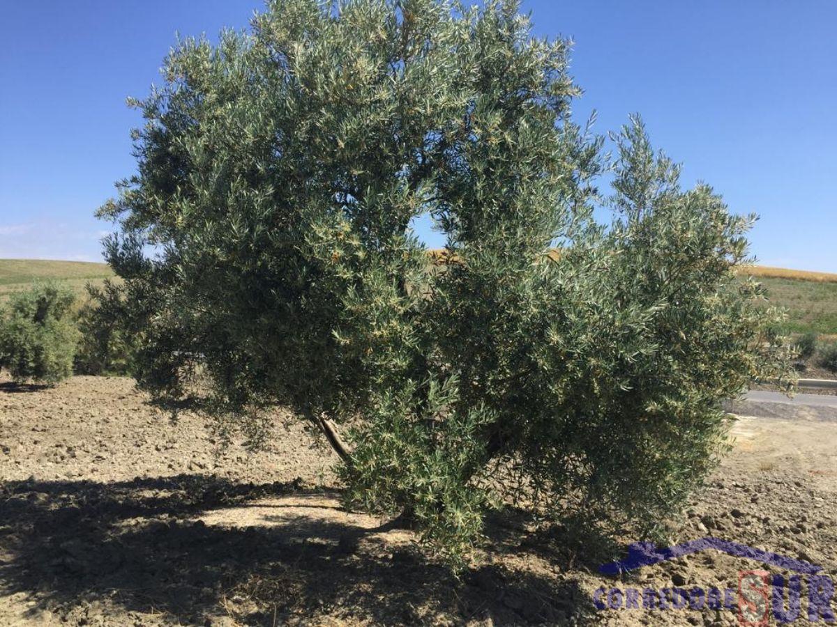 Venta de finca rústica en Córdoba