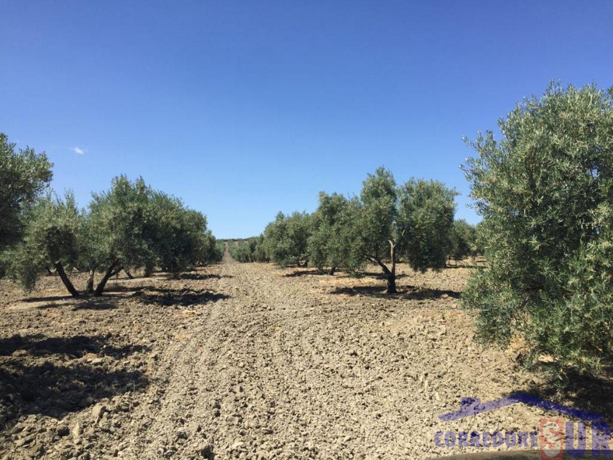 Venta de finca rústica en Córdoba