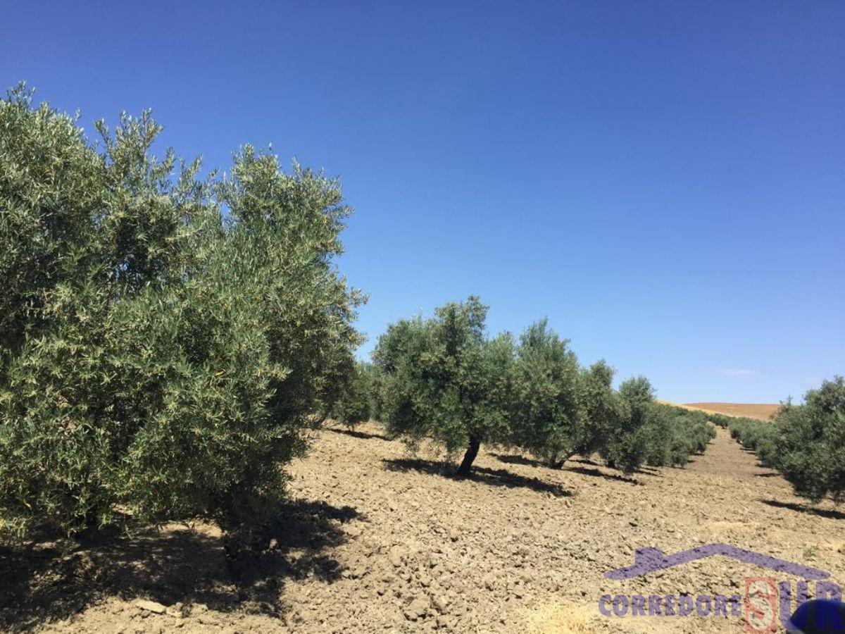 Venta de finca rústica en Córdoba