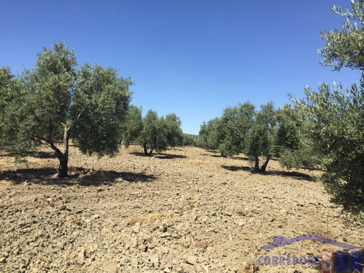 Venta de finca rústica en Córdoba