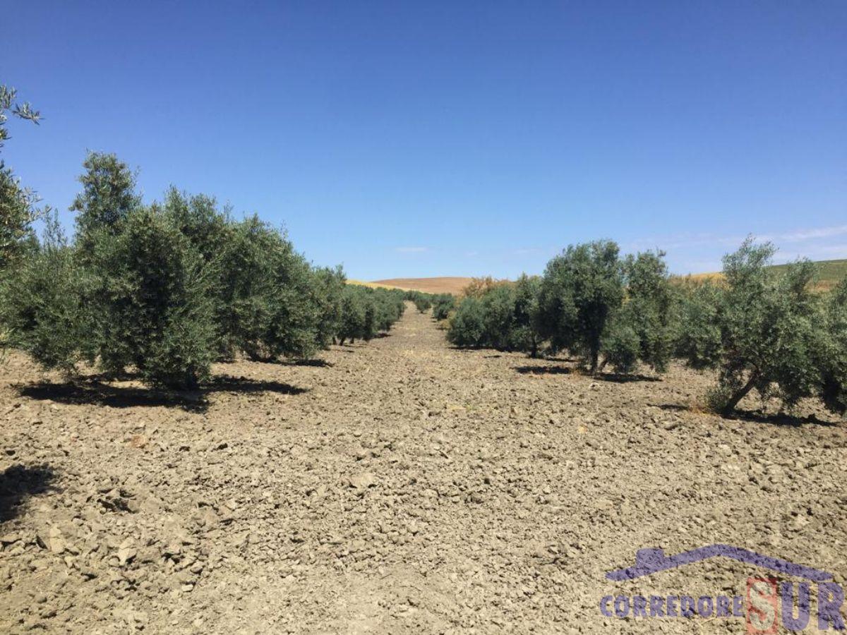 Venta de finca rústica en Córdoba