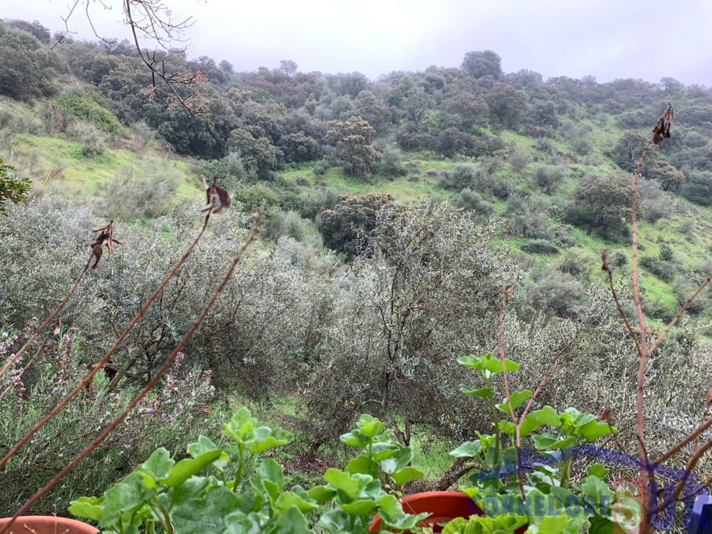 Venta de finca rústica en Córdoba