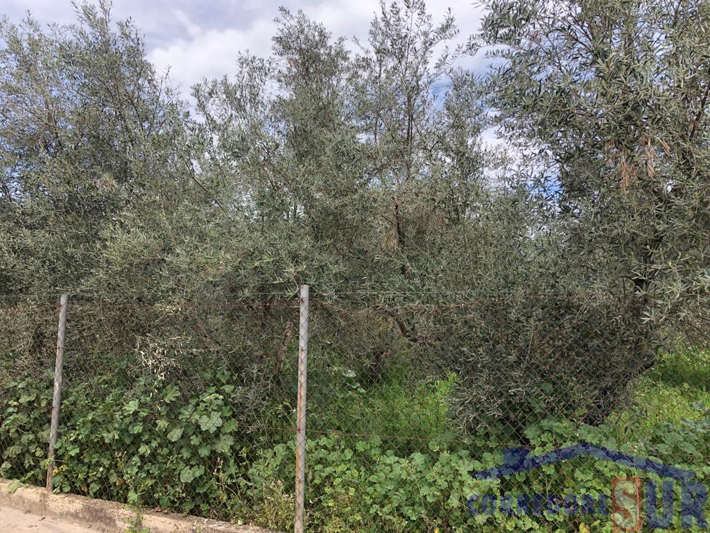 For sale of land in Córdoba