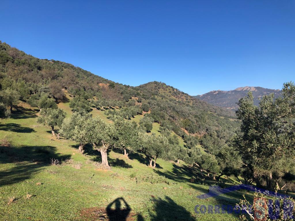 Venta de finca rústica en Córdoba