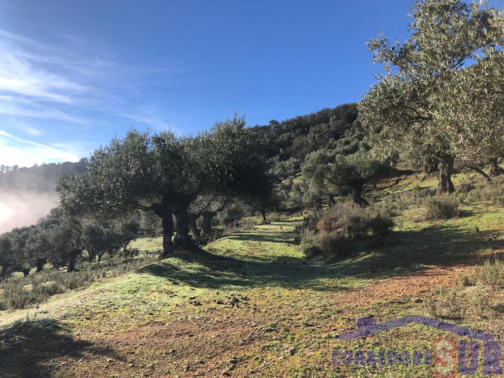 For sale of rural property in Córdoba