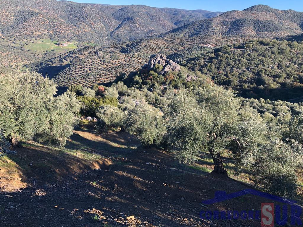 Venta de finca rústica en Córdoba