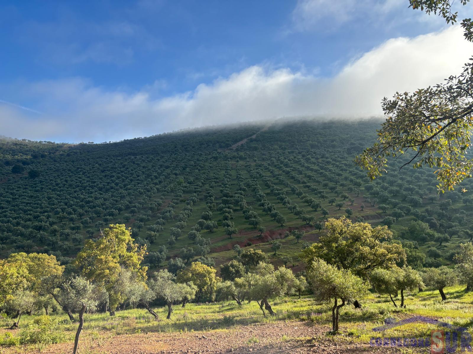 Venta de finca rústica en Córdoba