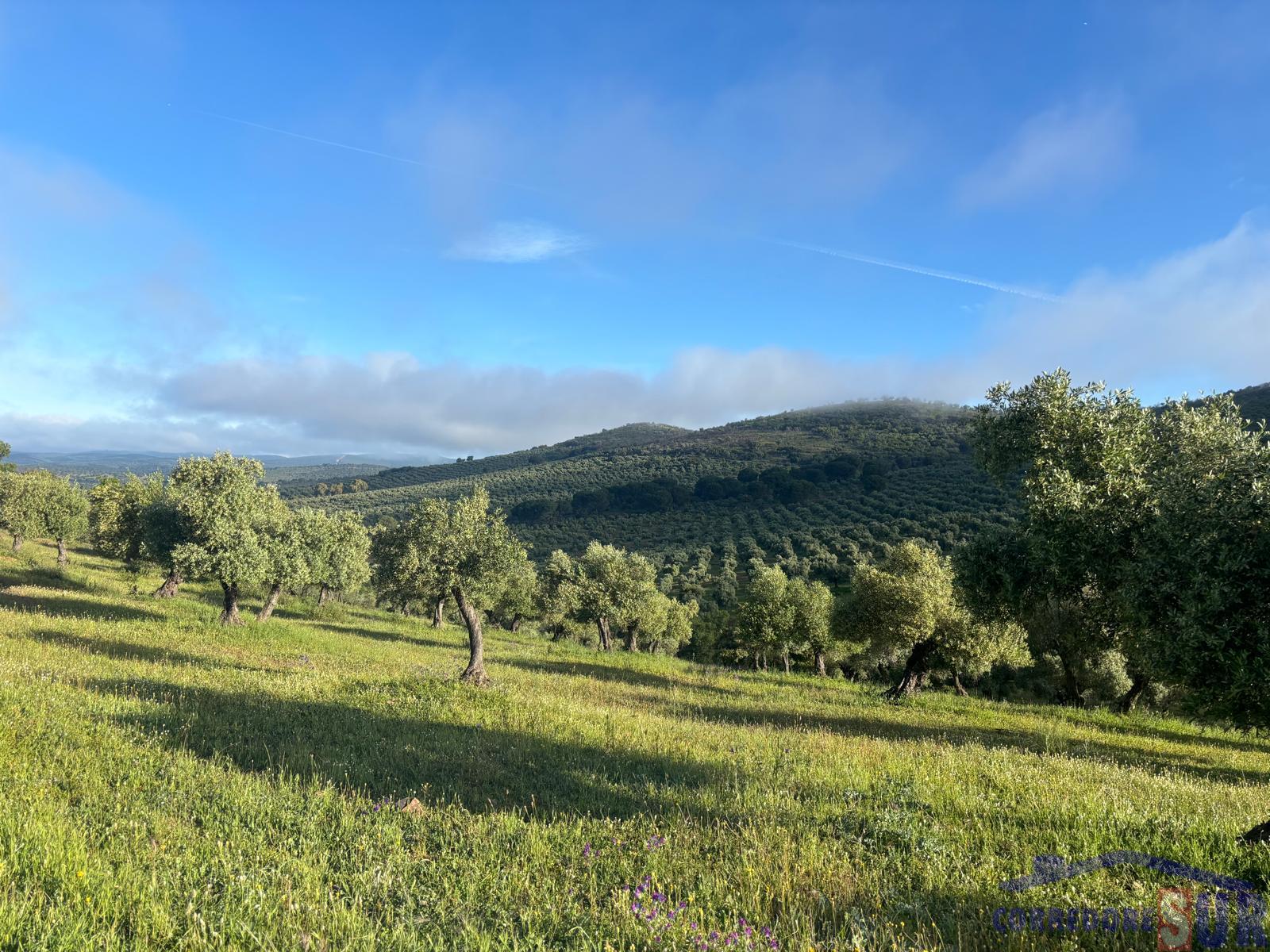 Venta de finca rústica en Córdoba