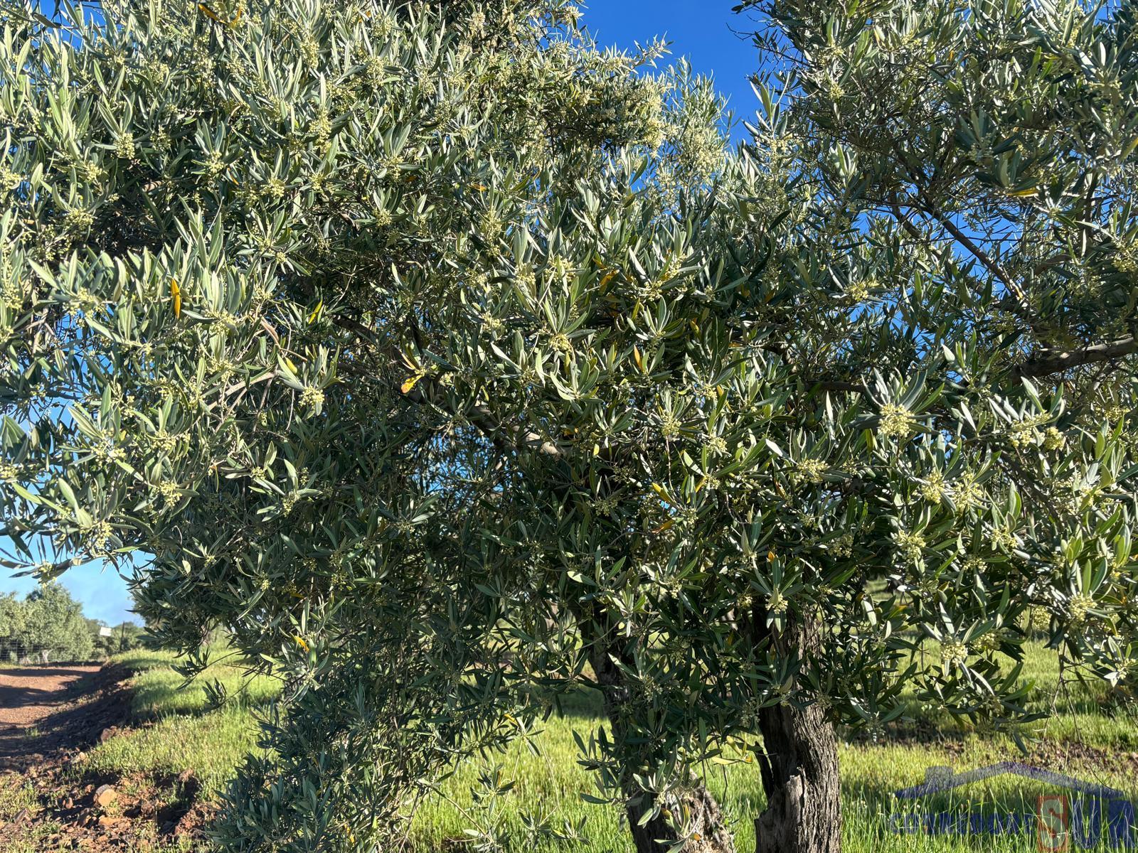 Venta de finca rústica en Córdoba