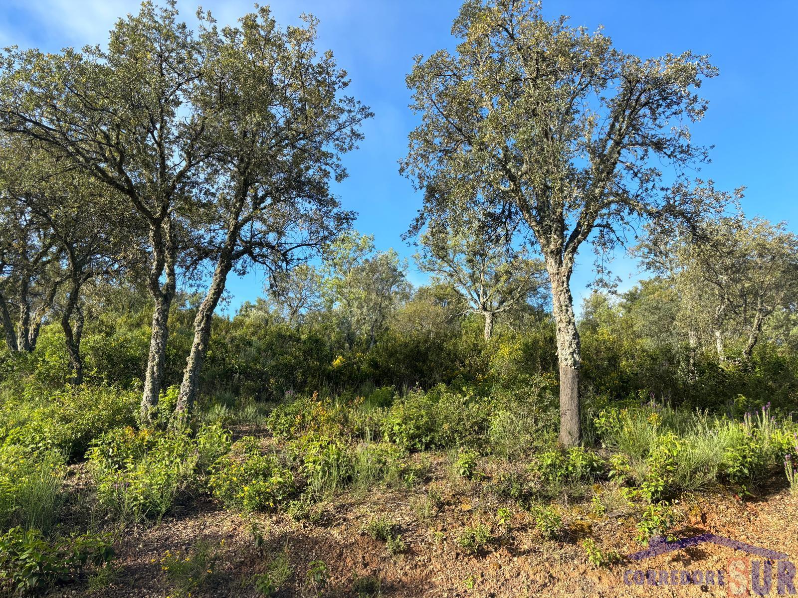 Venta de finca rústica en Córdoba