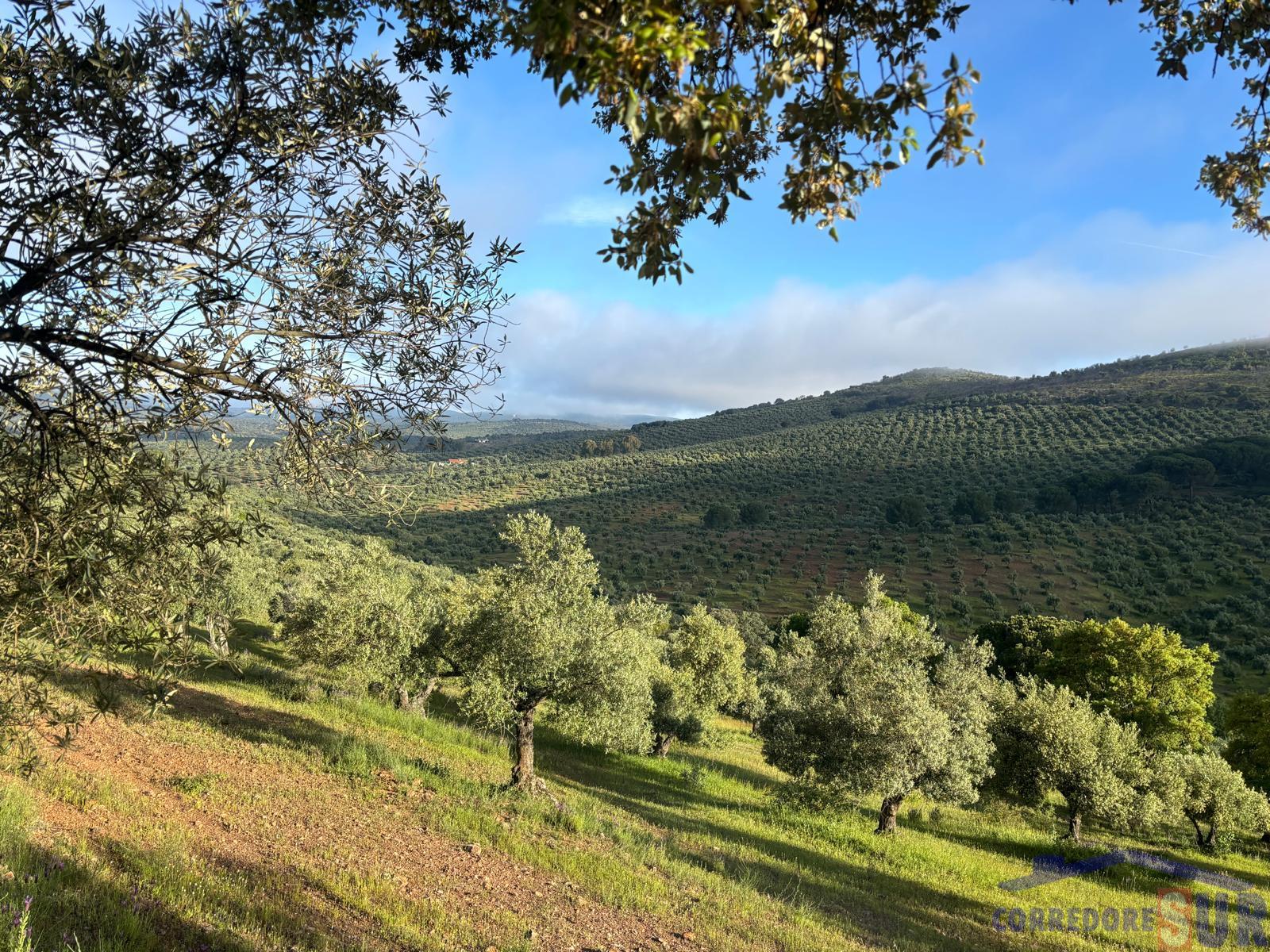 Venta de finca rústica en Córdoba