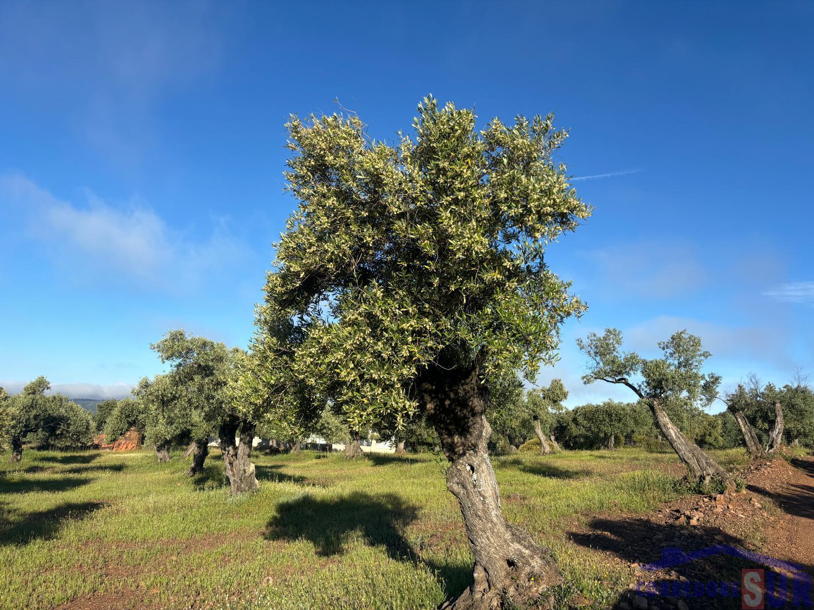 Venta de finca rústica en Córdoba