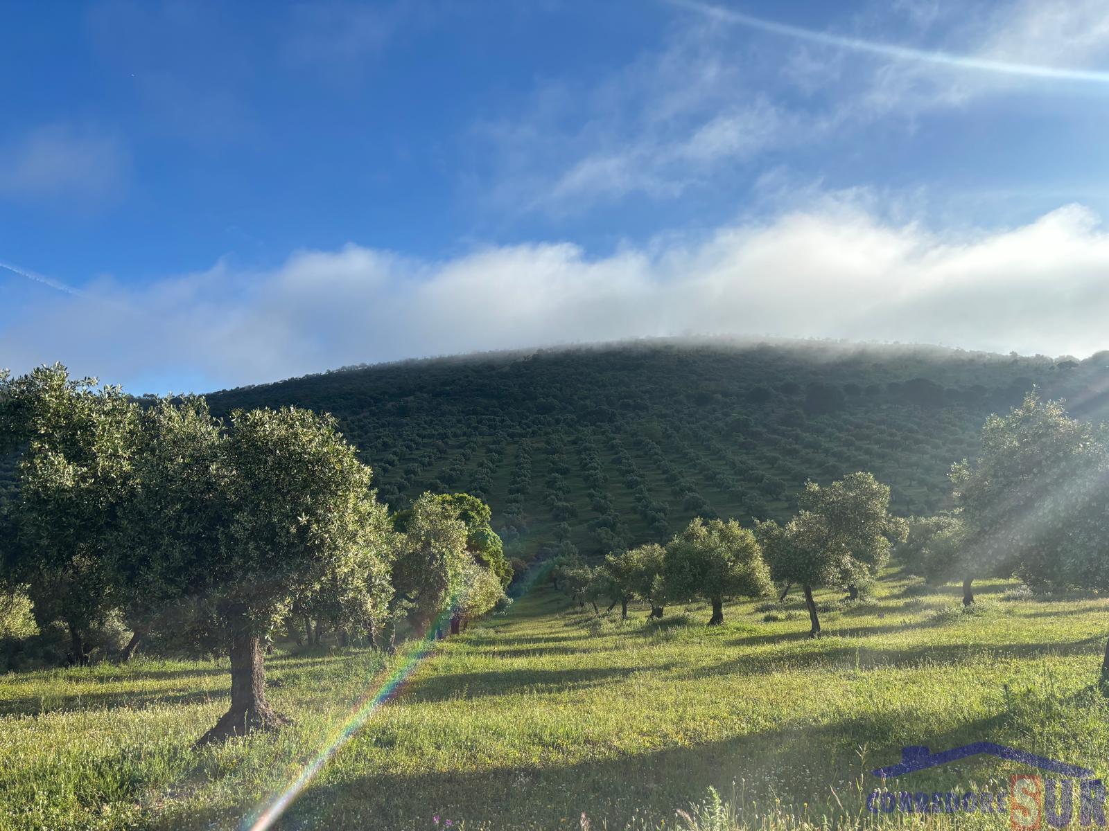 Venta de finca rústica en Córdoba