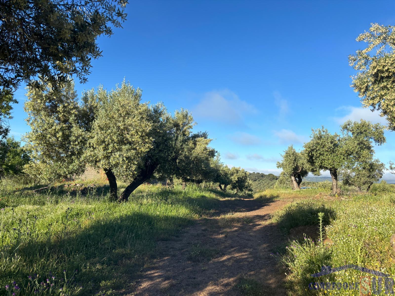 Venta de finca rústica en Córdoba