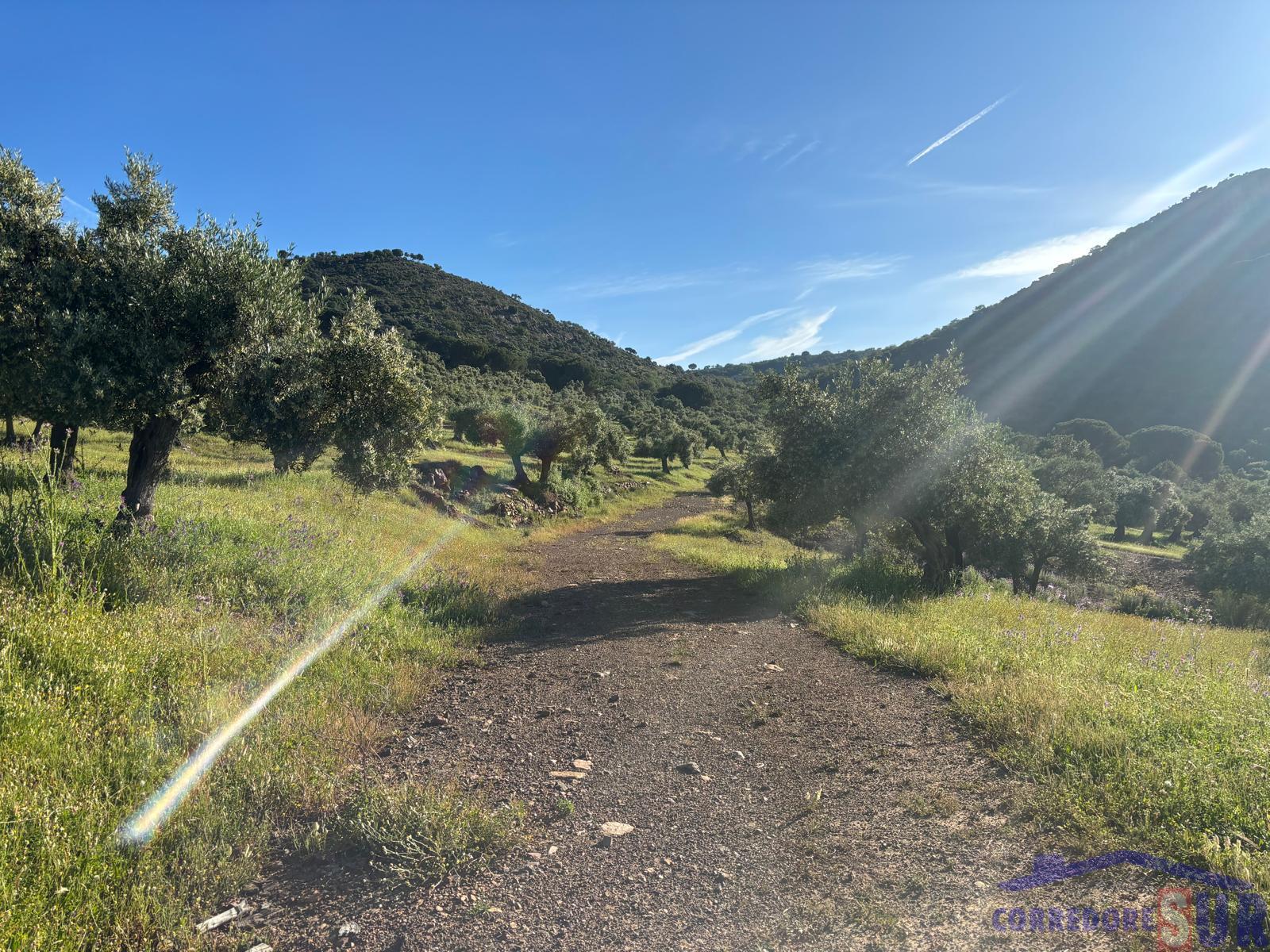 Venta de finca rústica en Córdoba