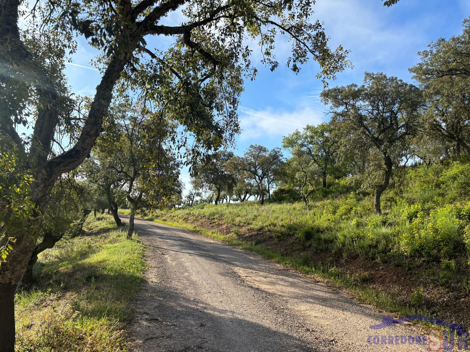 Venta de finca rústica en Córdoba