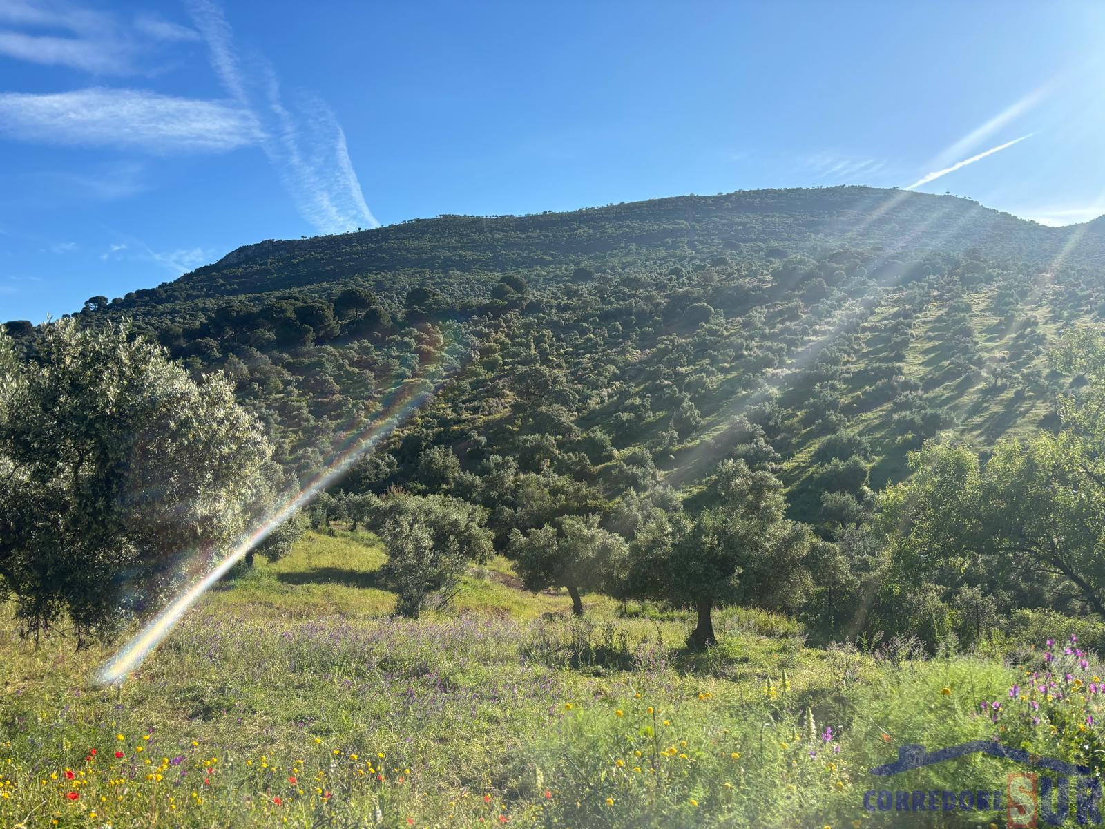 Venta de finca rústica en Córdoba