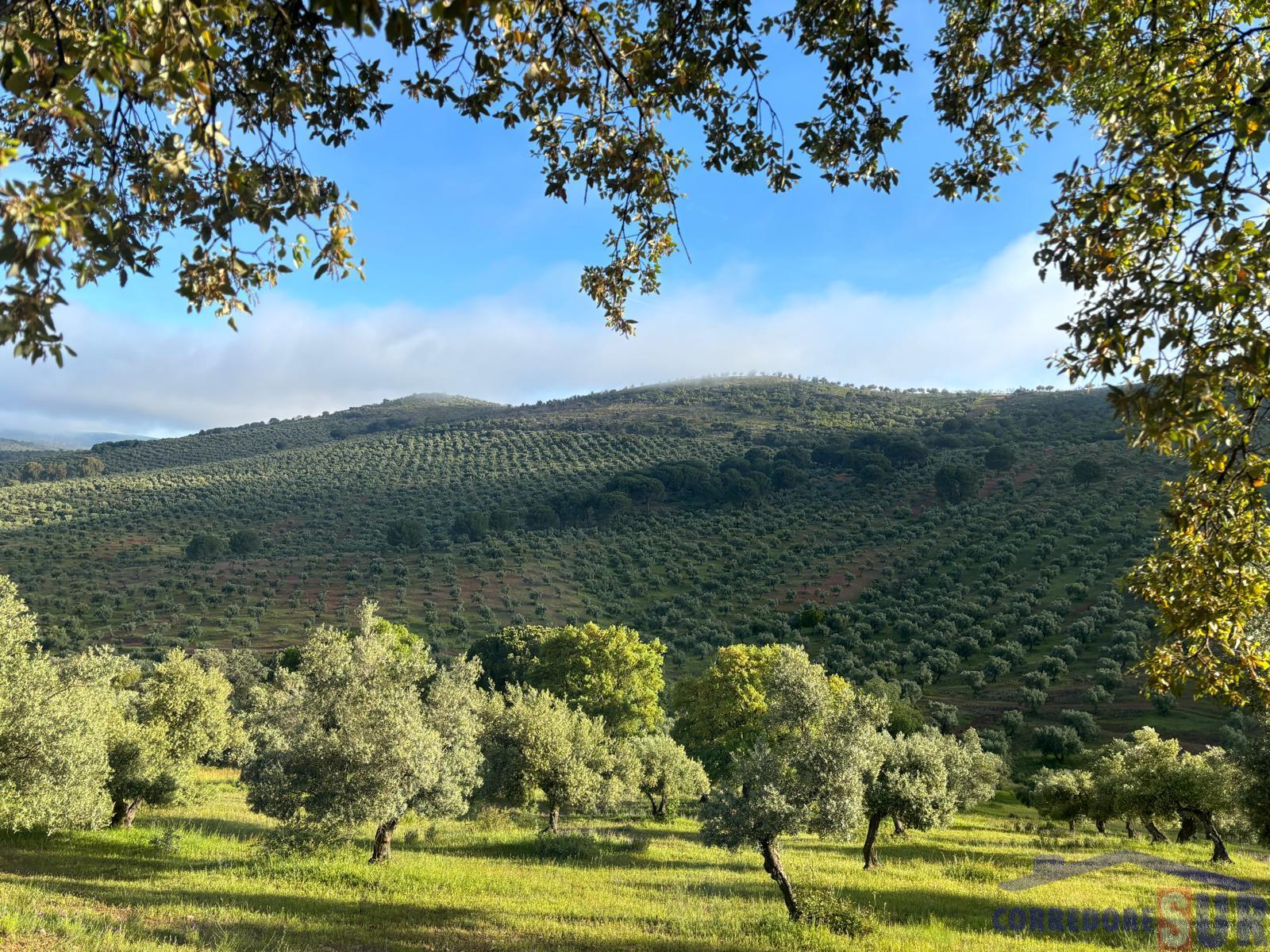 Venta de finca rústica en Córdoba