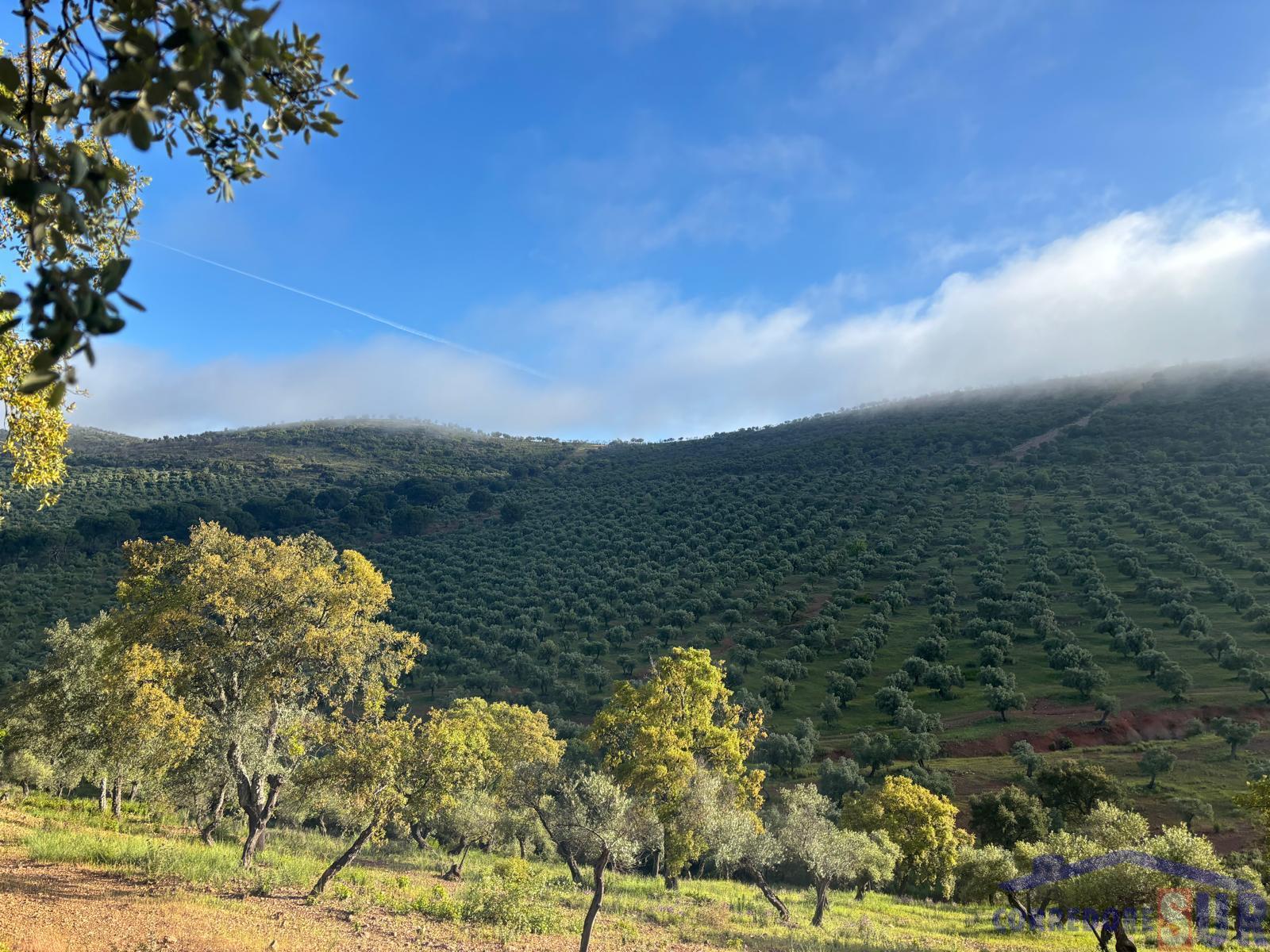 Venta de finca rústica en Córdoba