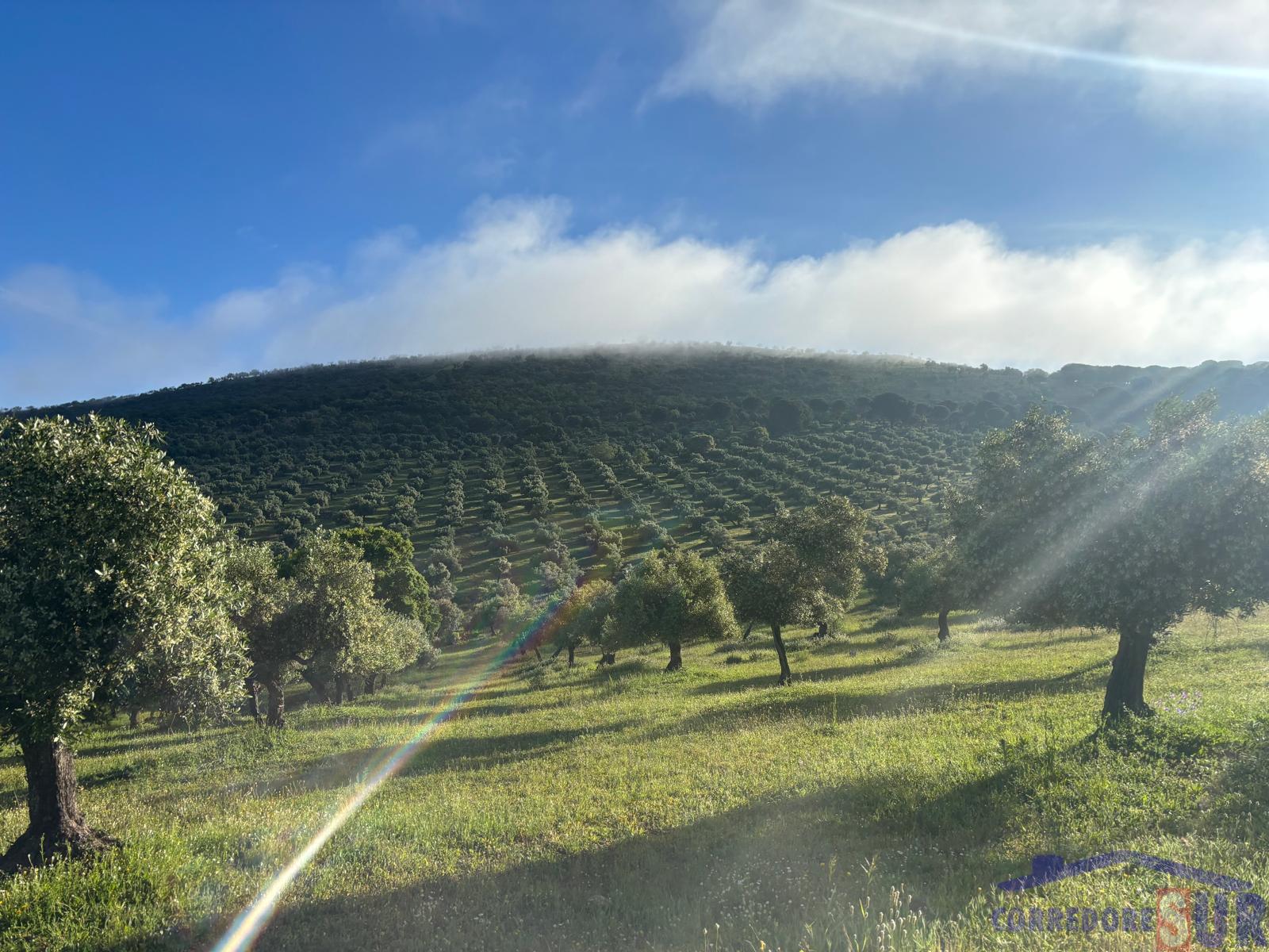 Venta de finca rústica en Córdoba