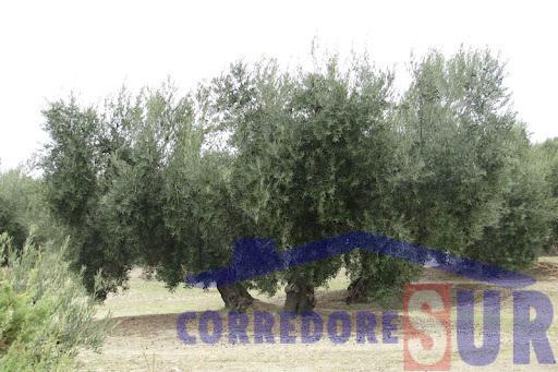 Venta de finca rústica en Córdoba