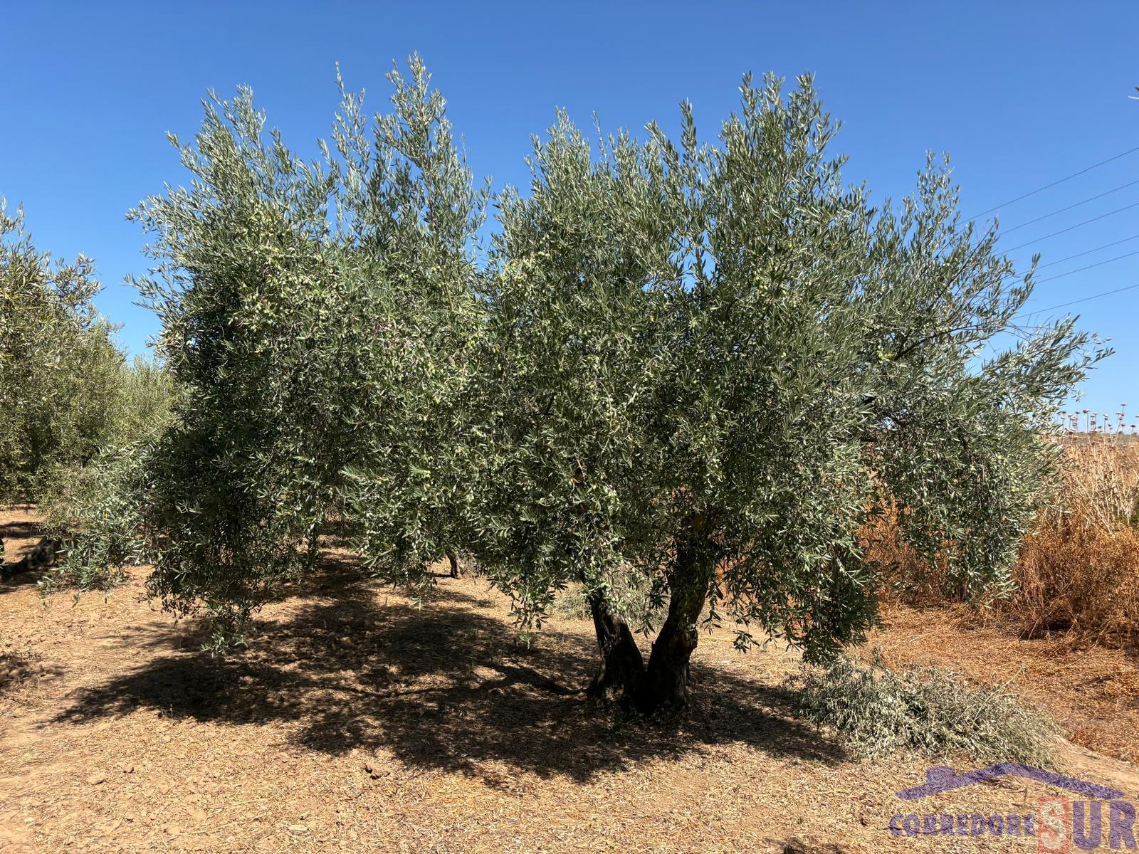 For sale of rural property in Córdoba