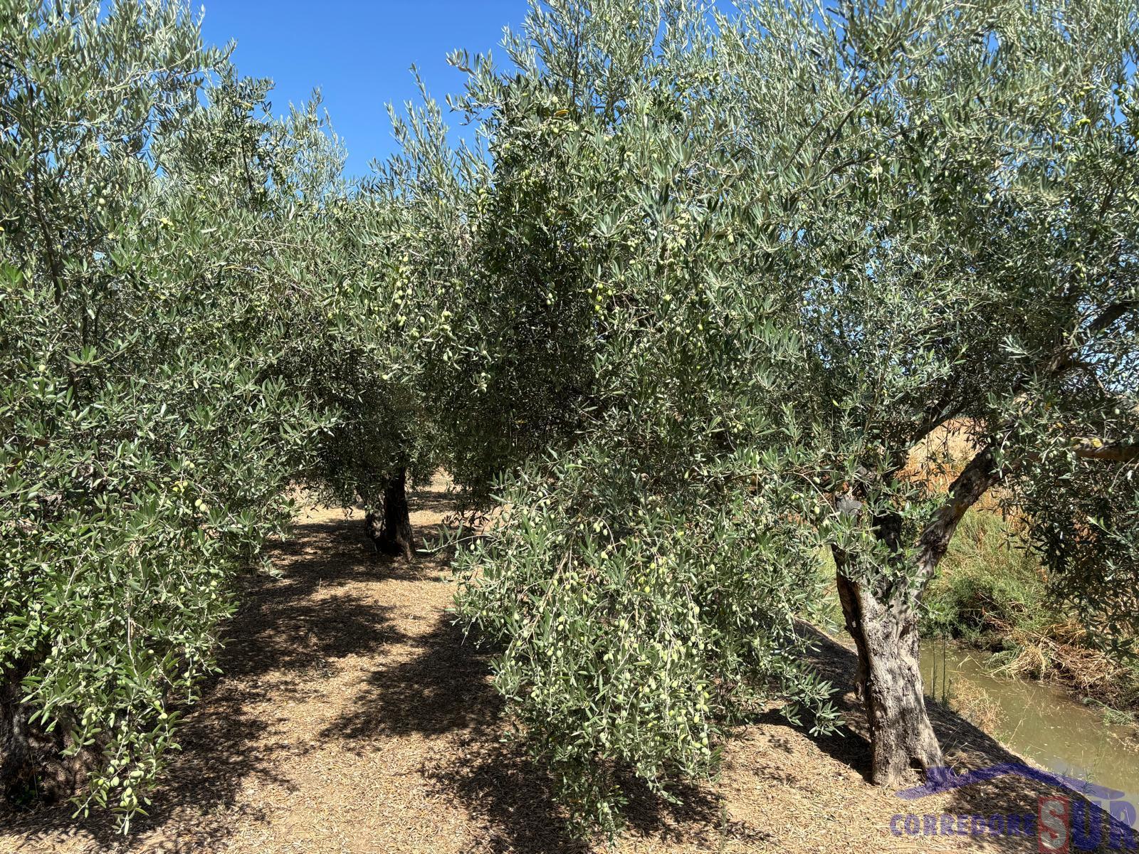 Venta de finca rústica en Córdoba
