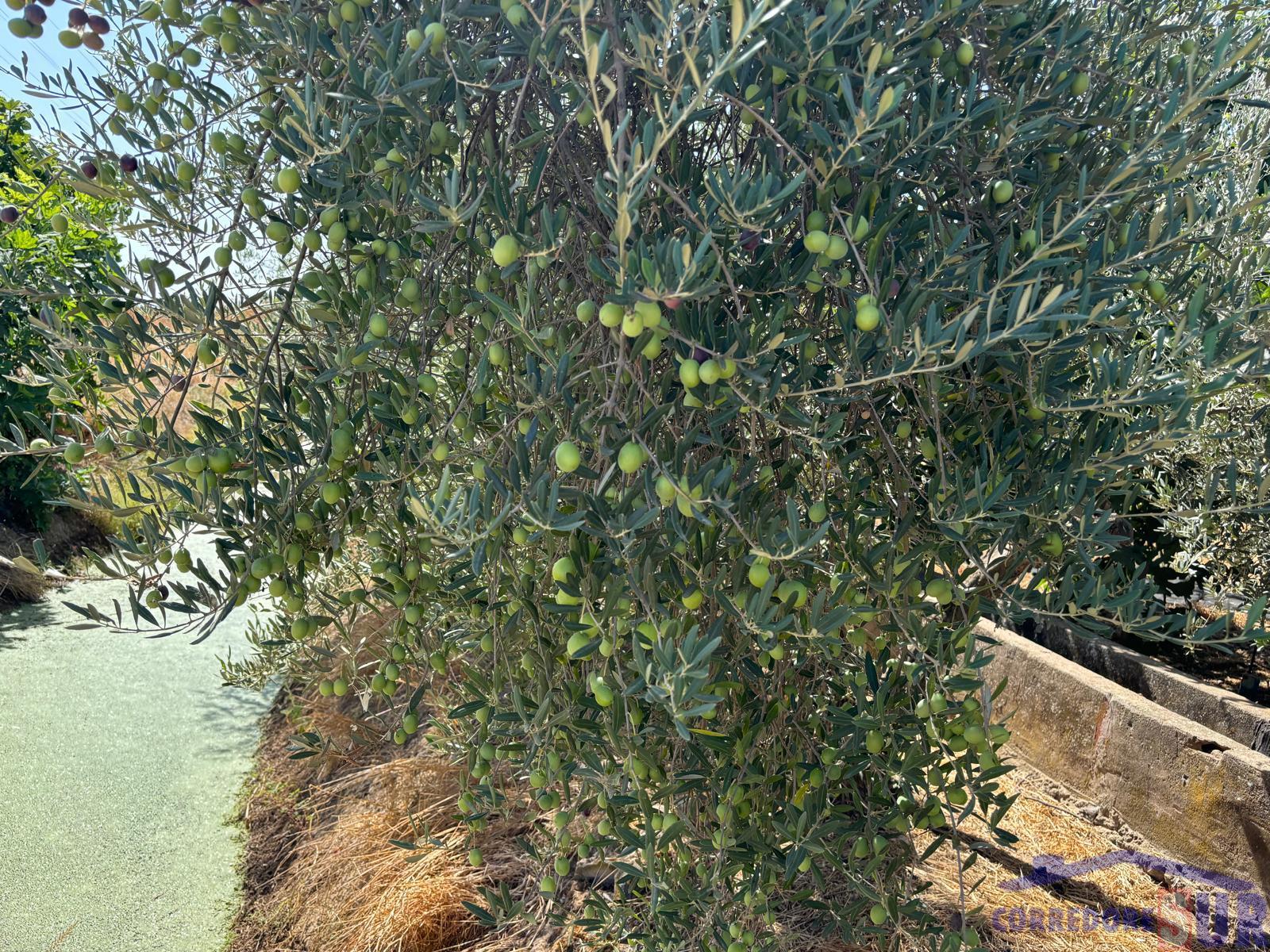 Venta de finca rústica en Córdoba