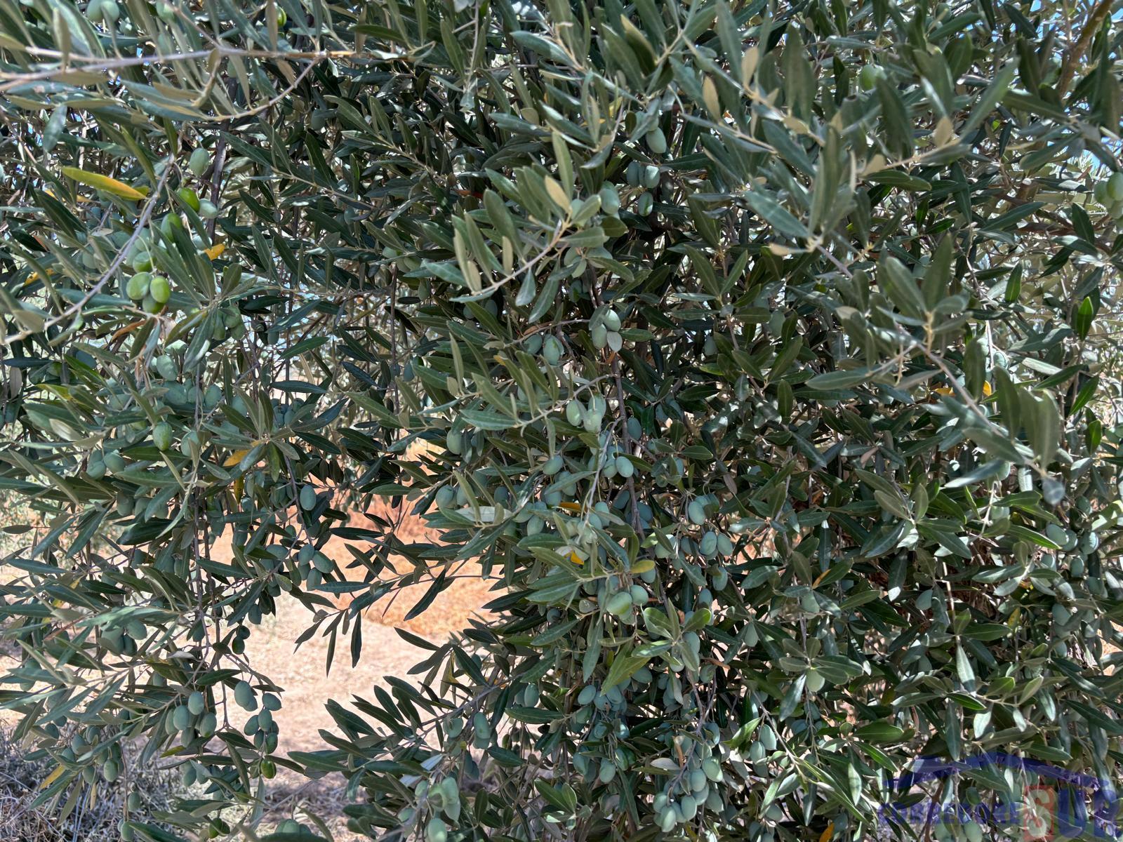 Venta de finca rústica en Córdoba