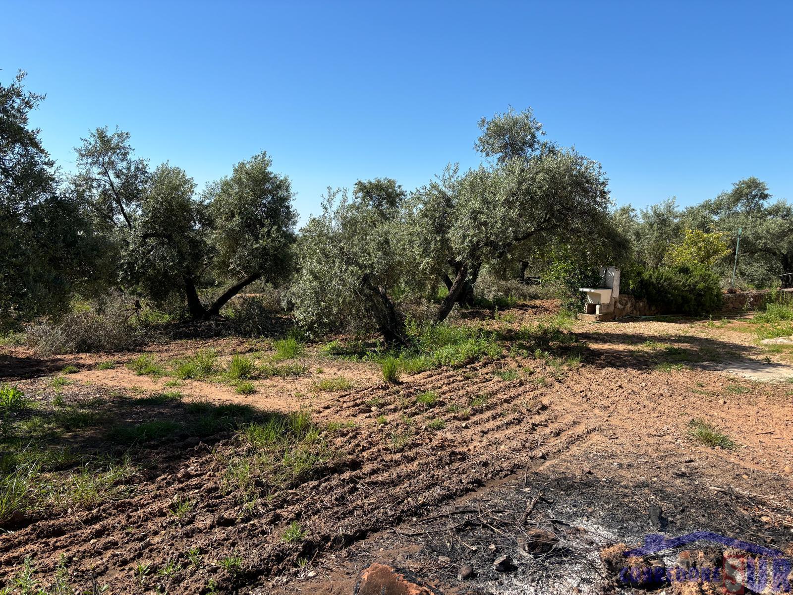 Venta de finca rústica en Córdoba