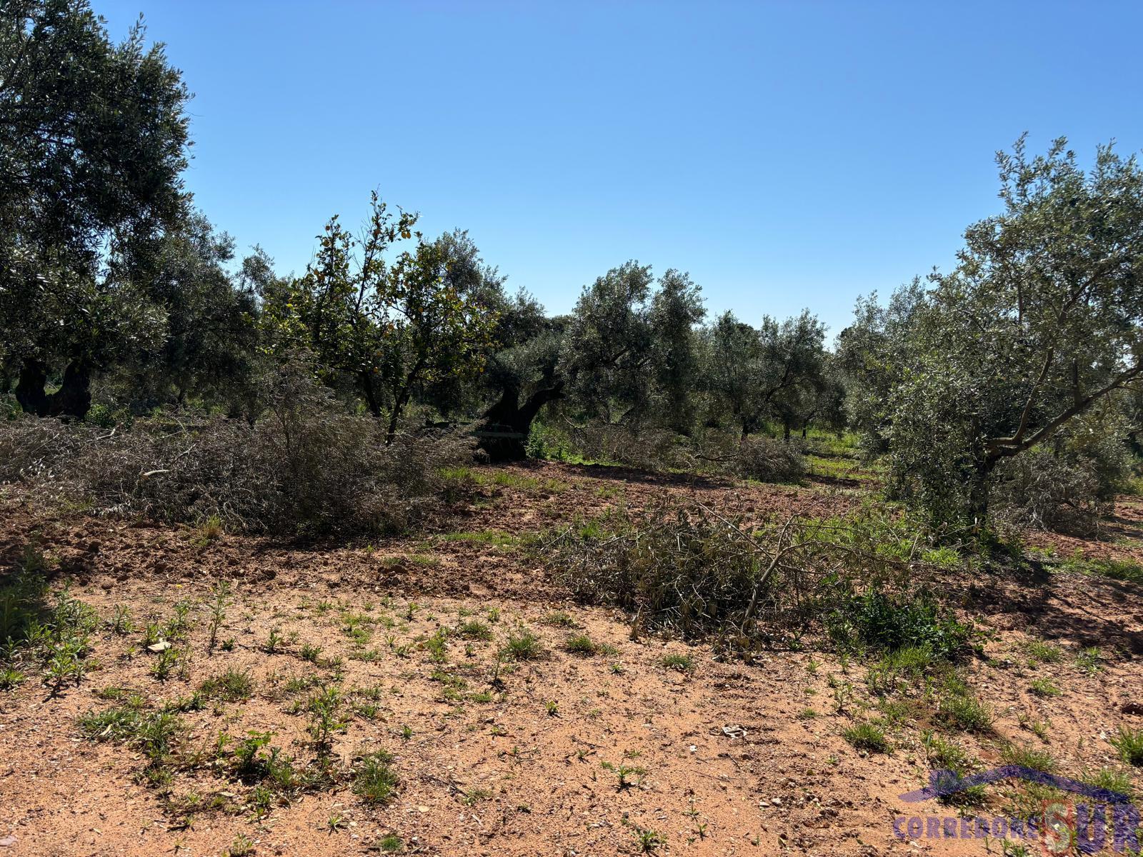Venta de finca rústica en Córdoba