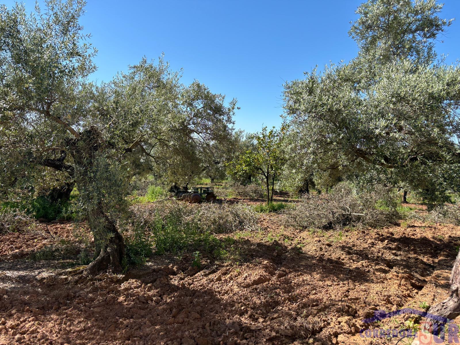 Venta de finca rústica en Córdoba