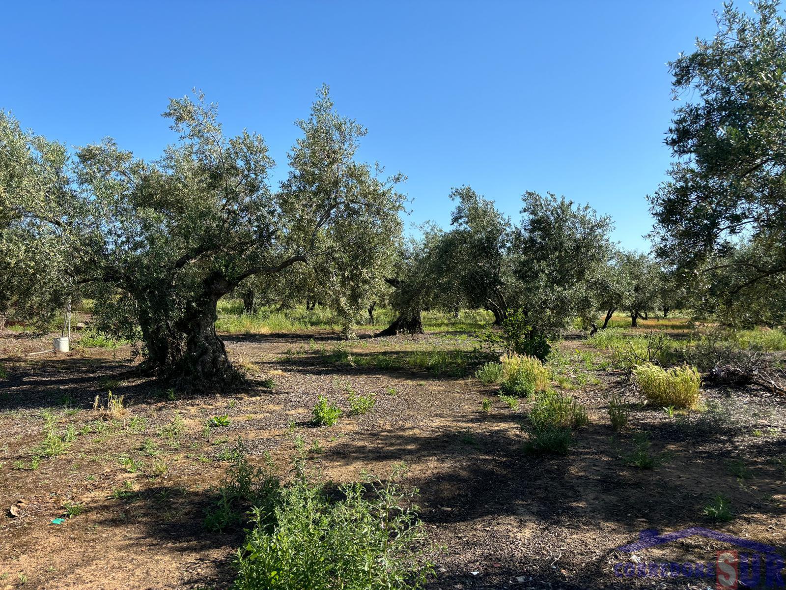 Venta de finca rústica en Córdoba