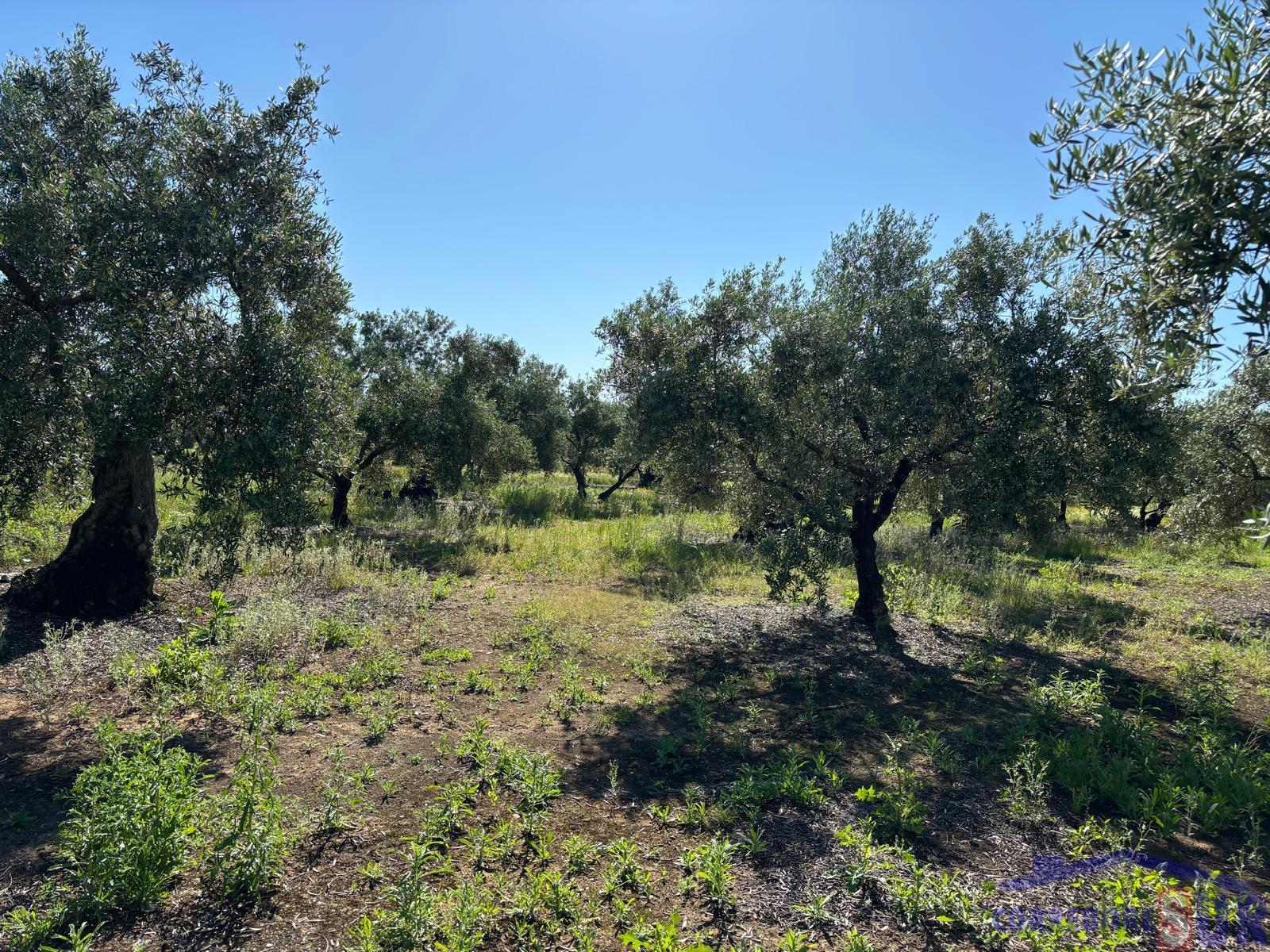 Venta de finca rústica en Córdoba