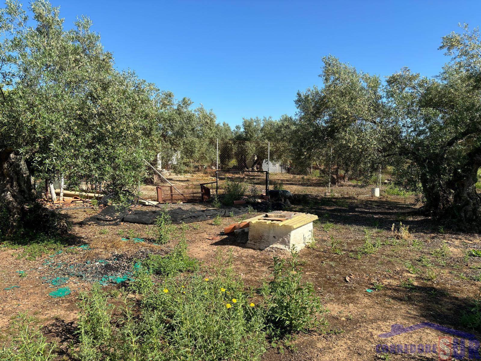 Venta de finca rústica en Córdoba