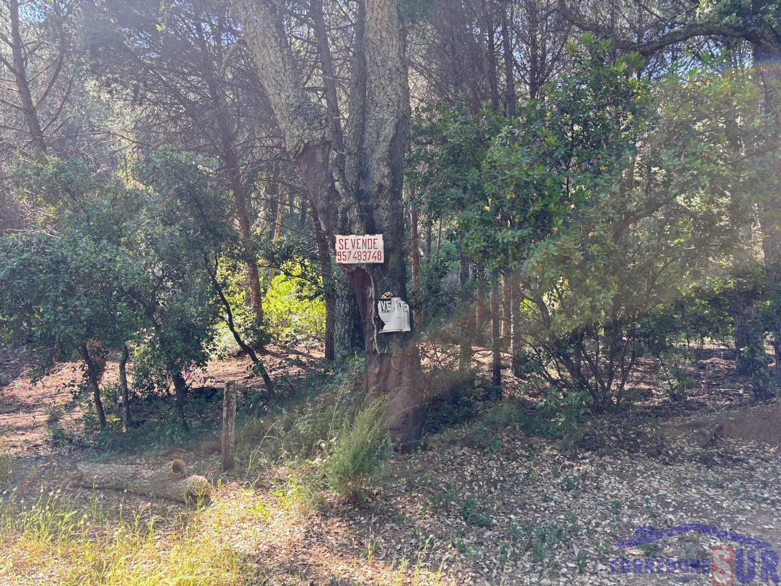Venta de finca rústica en Córdoba