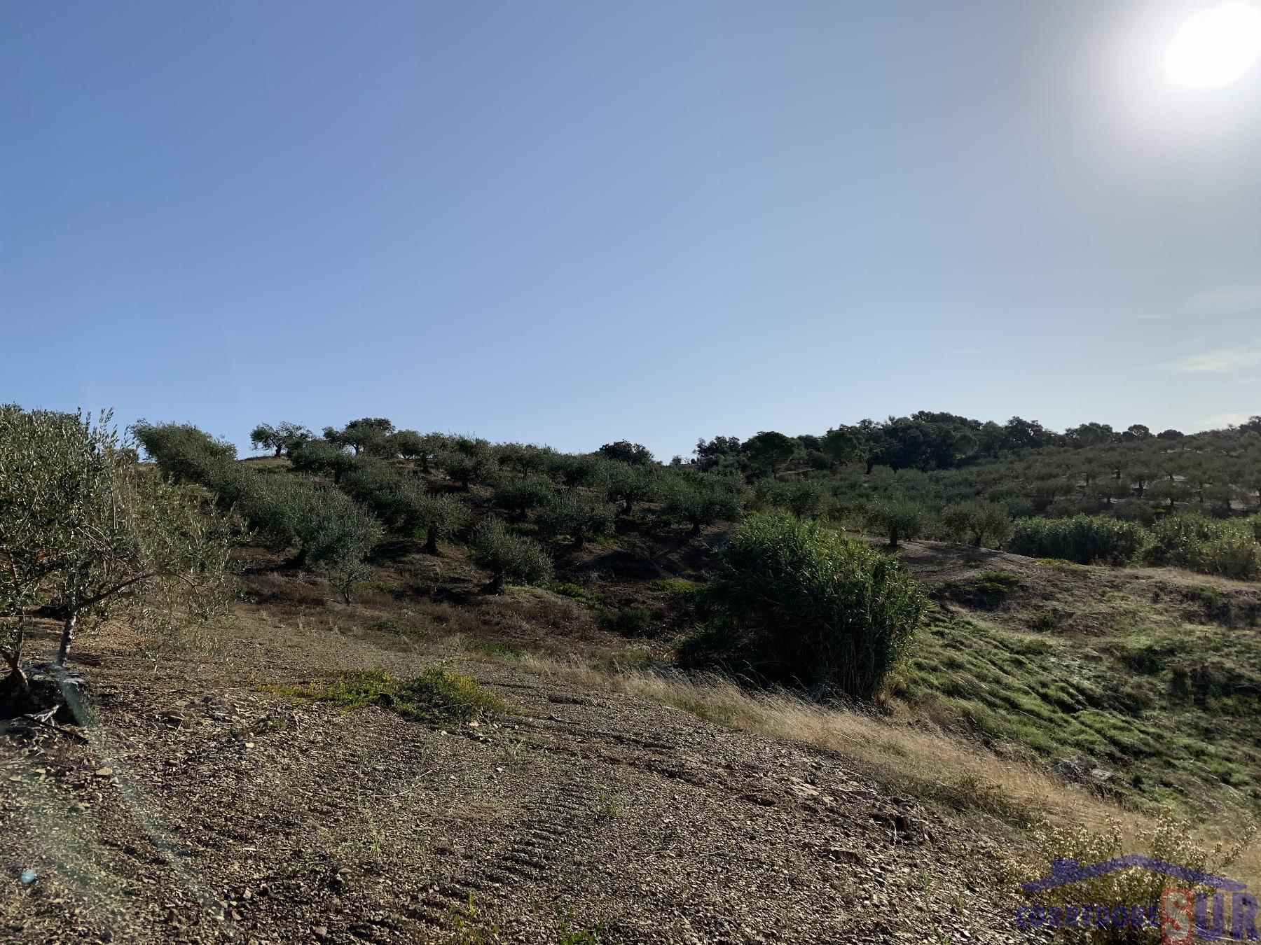 Venta de finca rústica en Córdoba
