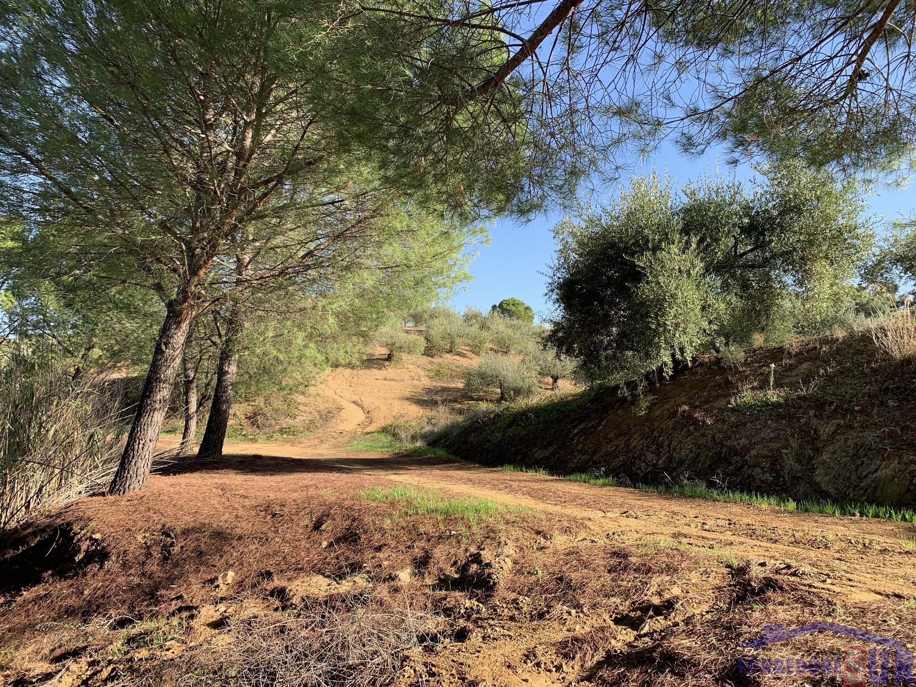 Venta de finca rústica en Córdoba